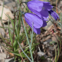 campanula_scheuchzeri_scheuchzeri2bd