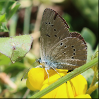 cupido_semiargus8bd (Cupido semiargus)