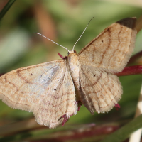 idaea_ochrata5bd