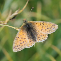 boloria_napaea4bd (Boloria napaea)