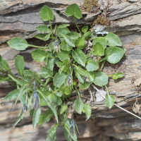 campanula_cochlearifolia4bd (Campanula cochleariifolia)