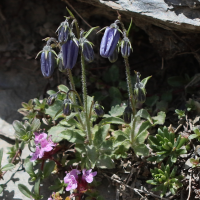 campanula_cochlearifolia5bd (Campanula cochleariifolia)