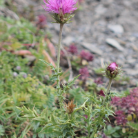 carduus_defloratus4bd (Carduus defloratus)