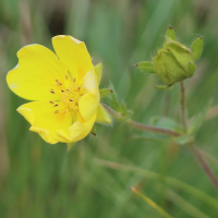 potentilla_grandiflora5bd