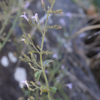 clinopodium_alpinum7md (Clinopodium alpinum)