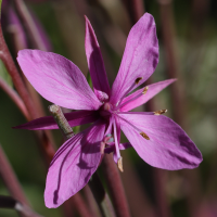 epilobium_dodonaei_fleischeri3md (Epilobium dodonaei ssp. fleischeri)