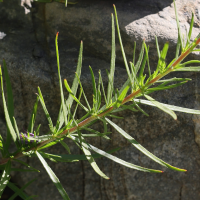 epilobium_dodonaei_fleischeri5md (Epilobium dodonaei ssp. fleischeri)