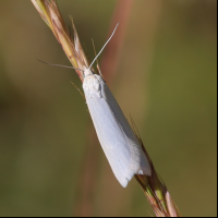 crambus_perlellus4md (Crambus perlellus)