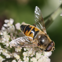 eristalis_tenax4md (Eristalis tenax)