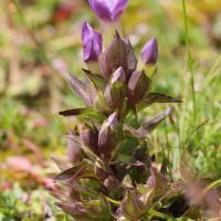 gentianella_campestris4md