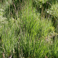 Molinia caerulea (Canche bleue)