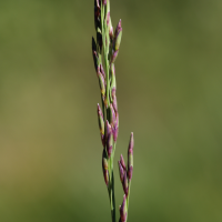 molinia_caerulea6md