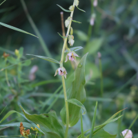 Epipactis bugacensis (Epipactis du Rhône)