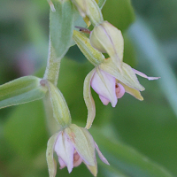 epipactis_bugacensis2md (Epipactis bugacensis)