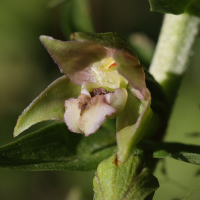 epipactis_bugacensis3md (Epipactis bugacensis)