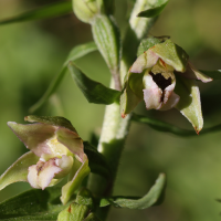 epipactis_bugacensis4md (Epipactis bugacensis)