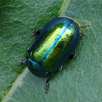 Oreina cacaliae (Chrysomèle du séneçon)