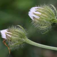 crepis_pyrenaica4md (Crepis pyrenaica)