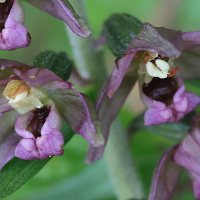 epipactis_helleborine8md (Epipactis helleborine)