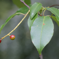 prunus_serotina6md