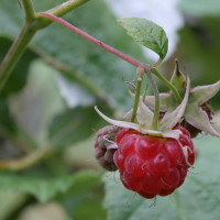 rubus_idaeus3md (Rubus idaeus)