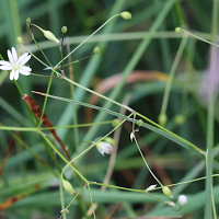 stellaria_graminea5md