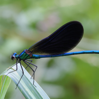 calopteryx_virgo_meridionalis2md (Calopteryx virgo ssp. meridionalis)