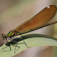 calopteryx_virgo_meridionalis3md