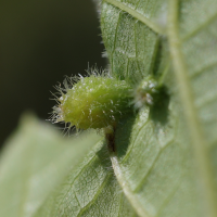 dactulosphaira_vitifoliae6md (Daktulosphaira vitifoliae)