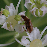 epuraea_sp2md (Epuraea sp.)