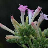 nicotiana_tabacum4md