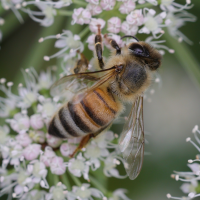 apis_mellifera14md (Apis mellifera)