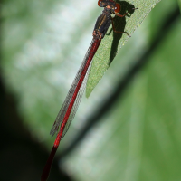 ceriagrion_tenellum5md (Ceriagrion tenellum)