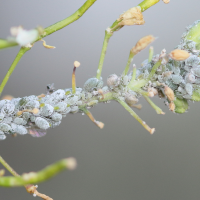 brevicoryne_brassicae4bd (Brevicoryne brassicae)