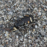 cicindela_hybrida_riparia3bd