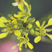 Erucastrum nasturtiifolium (Érucastre commun, Érucastre à feuilles de cresson, Fausse roquette à feuilles de cresson)