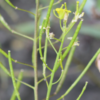 erucastrum_nasturtiifolium4bd (Erucastrum nasturtiifolium)