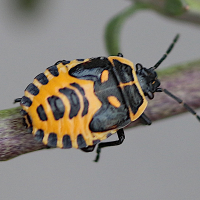 eurydema_ornata_juv1bd