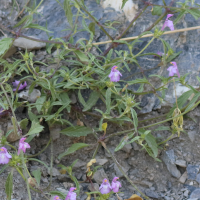Galeopsis angustifolia (Galéopsis à feuilles étroites)