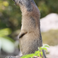 Marmota marmota (Marmotte)
