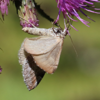 aplocera_praeformata5bd (Aplocera praeformata)