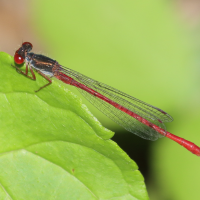 ceriagrion_tenellum6bd (Ceriagrion tenellum)