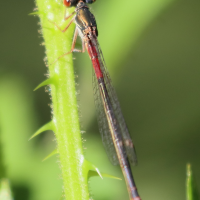 ceriagrion_tenellum7bd (Ceriagrion tenellum)