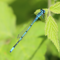 coenagrion_puella4bd (Coenagrion puella)