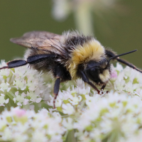 bombus_lucorum2bd (Bombus lucorum)