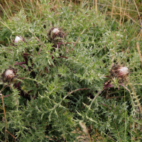 Carlina acaulis (Baromètre, Carline acaule)