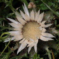 carlina_acaulis6md (Carlina acaulis)