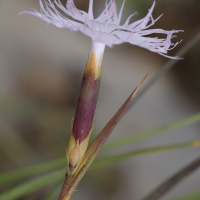 dianthus_hyssopifolius4md (Dianthus hyssopifolius)