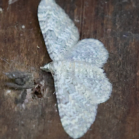 Eupithecia semigraphata (Eupithécie des labiées)