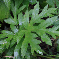 heracleum_sphondylium8md